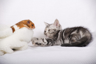 猫和仓鼠