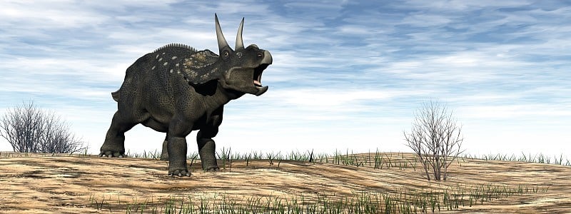 沙漠中的Diceratops nedoceratops恐龙- 3D渲染
