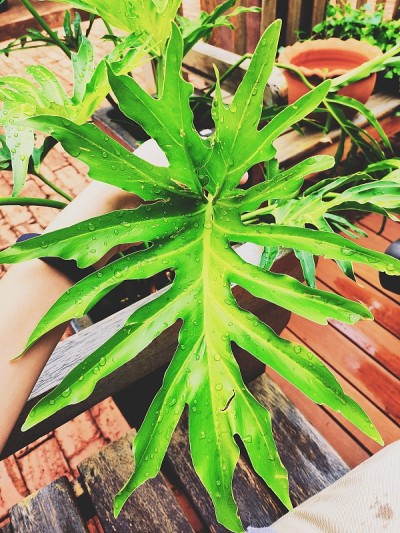 喜林芋