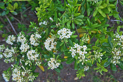 Pittosporum tobira