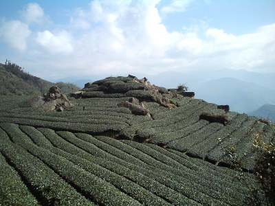 茶园