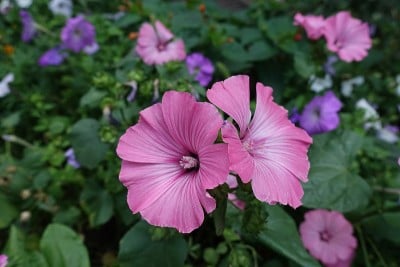 8月紫丁香2朵粉红色花