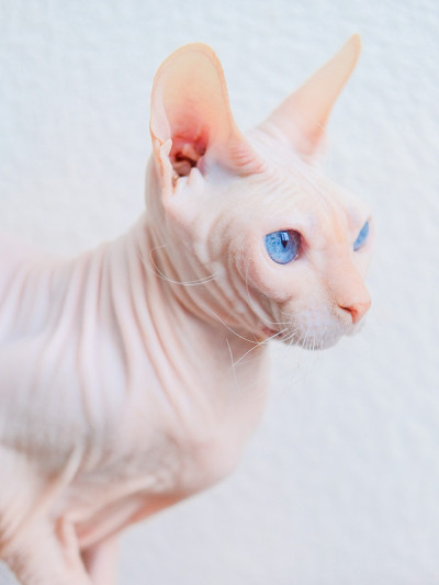 无毛猫唐·斯芬克斯在家繁殖粉色裸皮肤和蓝色眼睛。