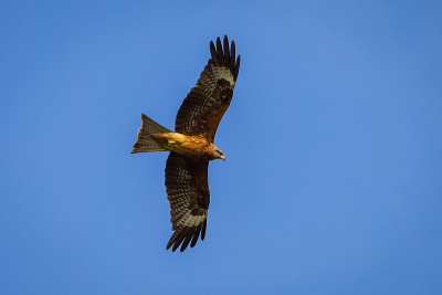 黑耳Kite(Milvus lineatus)