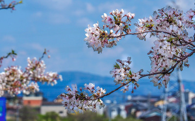 樱花与山