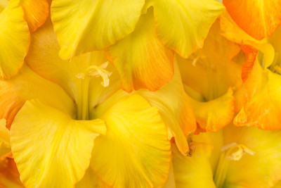 香橙花虹膜