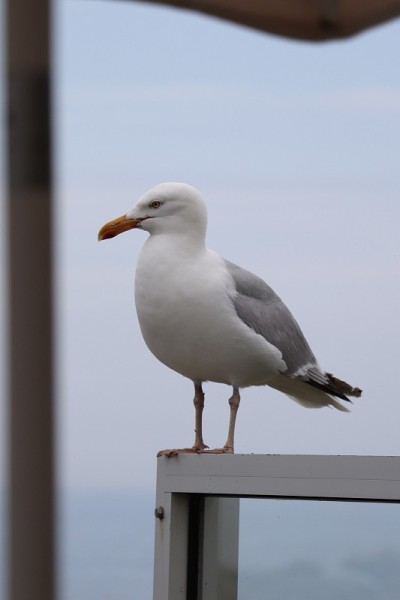 海鸥看着大海
