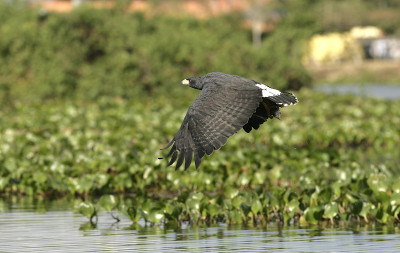 蜗牛风筝 Rostrhamus sociabilis