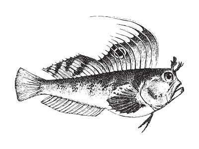 蝴蝶(蓝蝴蝶)-复古插图