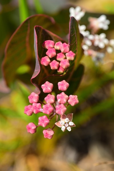 沙丘马利筋的芽，花和叶脉