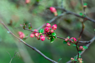 美丽的春天背景-树枝上的蓓蕾和红色的花朵