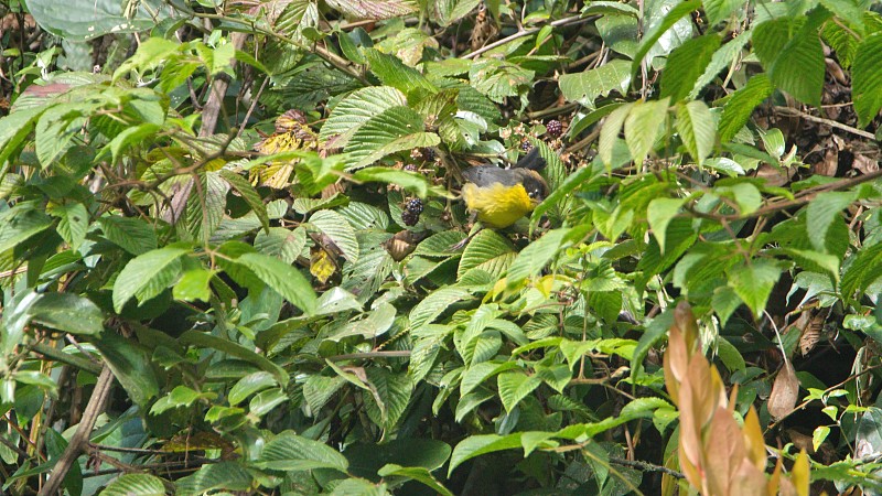 Yellow-breasted brushfinch