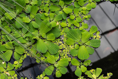 浮萍属小水植物俯视图