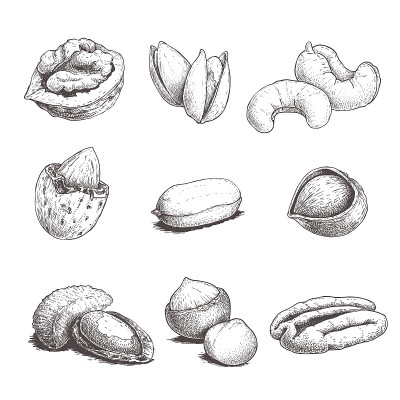 不同的坚果。素描式手绘螺母。去皮，加上坚果壳。核桃，开心果，腰果，杏仁，花生，榛子，巴西坚果，澳洲坚