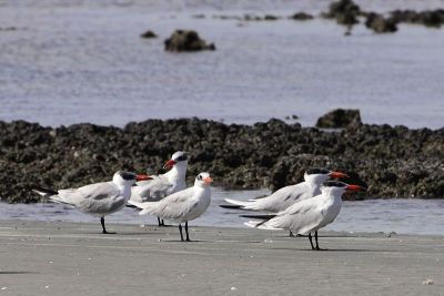 一群里海燕鸥