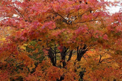 日本，秩父山顶风光
