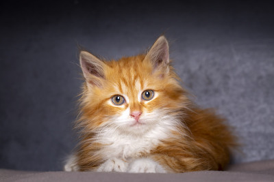 可爱的橘色小猫，缅因猫