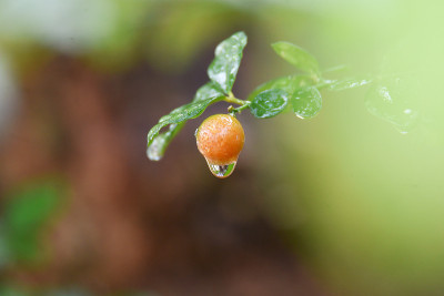 剩下的露水附着在圆圆的果实上