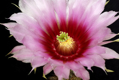 花3