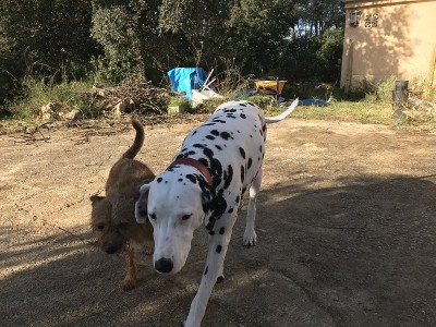 老年犬的一天生活
