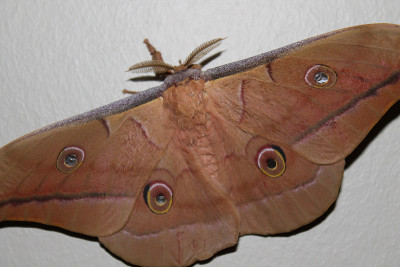 antheraea pernyi silkmoth