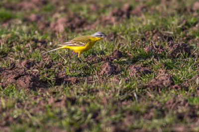 西部黄Wagtail(莫塔西拉黄)