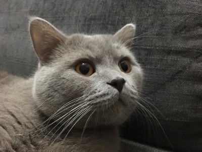 英国的短头发