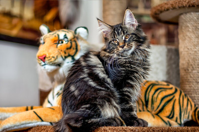 一只缅因猫盯着一只玩具老虎。