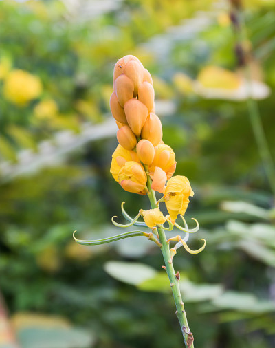圣诞蜡烛，毛癣花