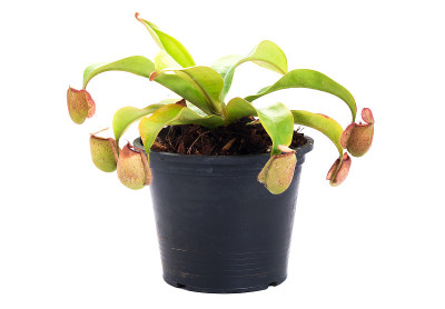 热带植物投手
