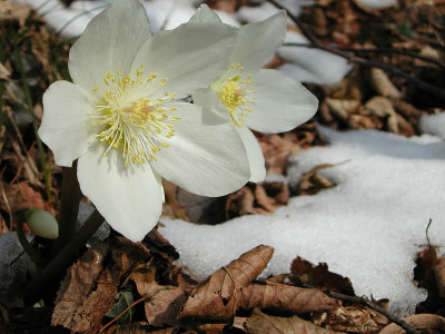 Helleborus尼日尔