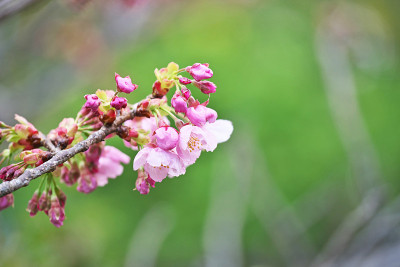 樱花