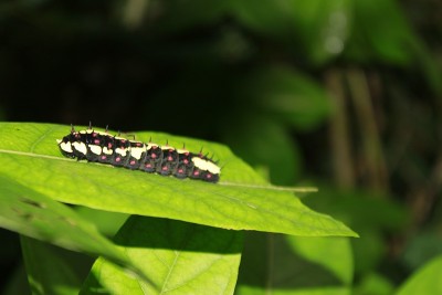 黑色，黄色，红色或粉红色蝴蝶毛虫。Odisha、印度