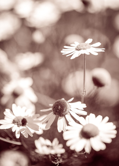 Margerite花