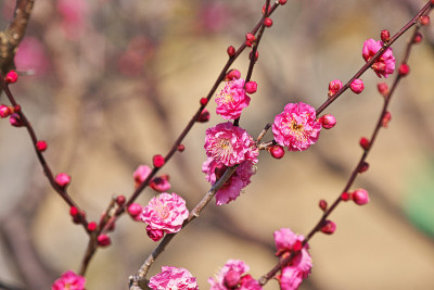 日本杏的花