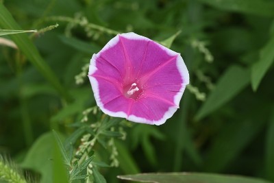 牵牛花