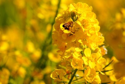 油菜花和蜜蜂