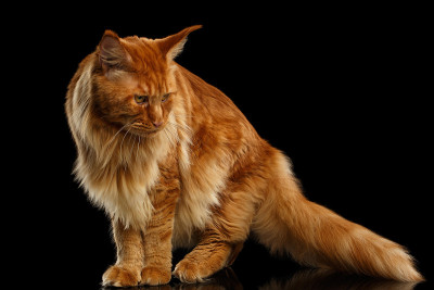 红色缅因猫有毛的尾巴孤立在黑色上