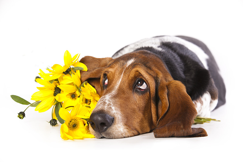 巴塞特猎犬