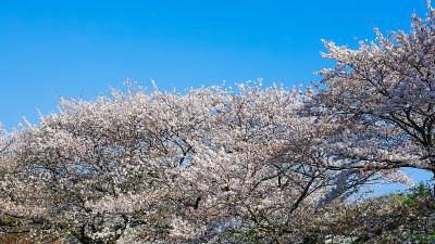 春天公园“神奈川县志盛公园”樱花盛开