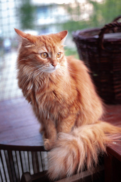 姜的猫