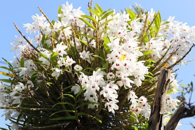 flower200038