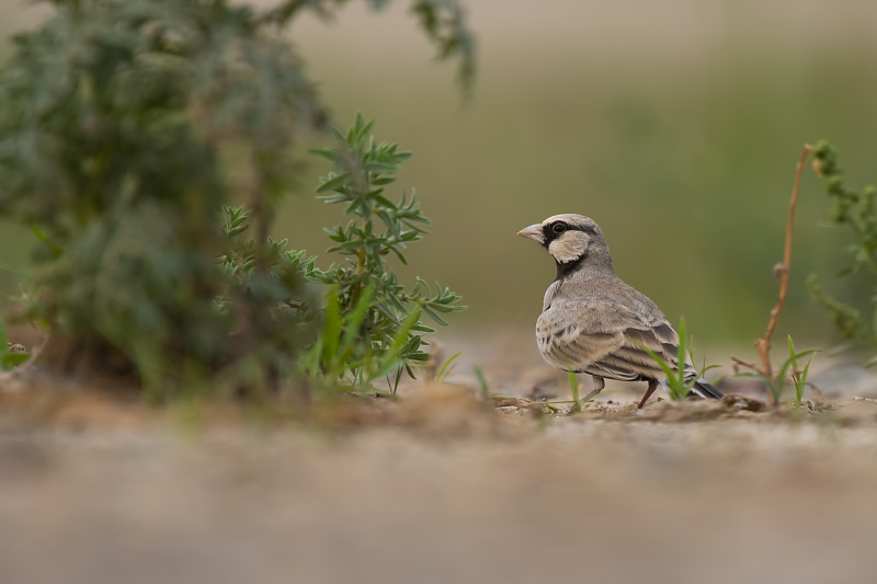 Ashy-crowned sparrow-lark