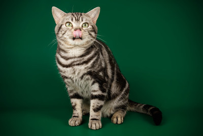 彩色背景上的美国短毛猫