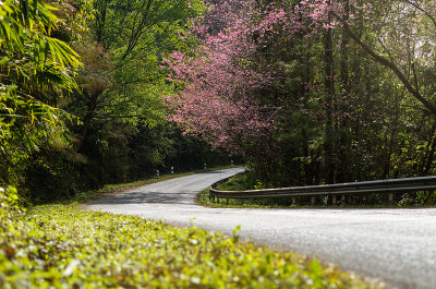 樱花路