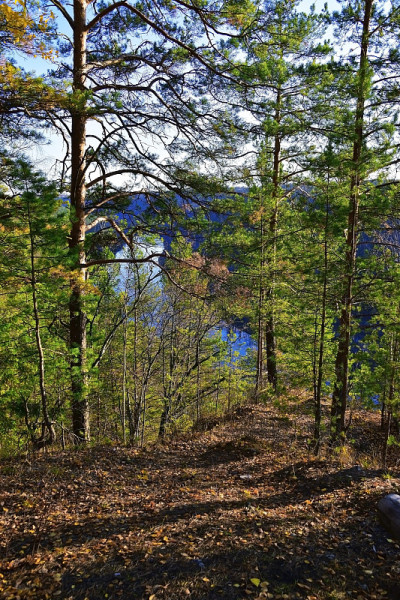 位于狭窄山谷的陡峭山坡上的松树林