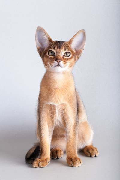 一只小小的阿比西尼亚红猫，小猫在灰色的背景上。