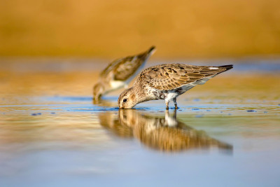 水鸟和五彩缤纷的大自然背景。常见的水鸟:鹬。Calidris ferruginea。
