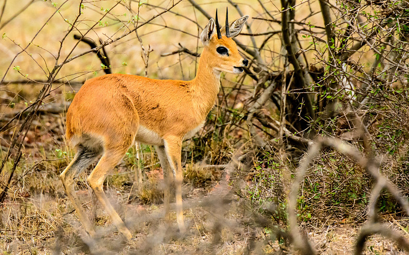 矮树丛里的Steenbok