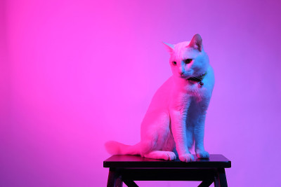 猫